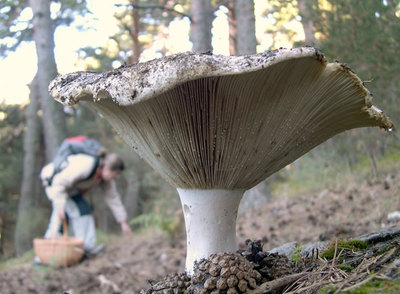 Las trompetas de los muertos no matan