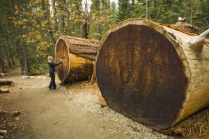 Una turista frente a los troncos caídos de dos secuoyas gigantes, en el Sequoia National Park de California (EE UU).