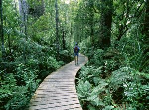 Un turista recorrriendo uno de los Kauri Walks del bosque de Waipoua, en la isla Norte de Nueva Zelanda.