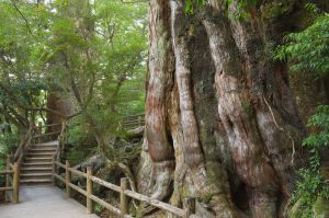 Un cedro japonés de una edad estimada de 3.000 años en la isla de Yakushima, al sur del país.