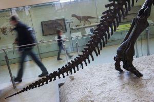 Visitantes en la sala de los dinosaurios del American Museum of Natural History, en Central Park (Nueva York).