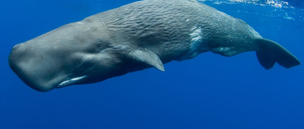 Los 10 mejores lugares para ver ballenas en el mundo