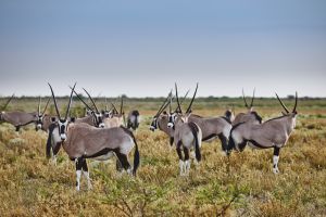 Grupo de oryx en la Reserva de caza del Kalahari Central, en Botsuana.
