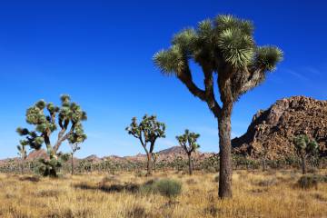 Parque nacional de Joshua Tree, en el desierto de Mojave (California).