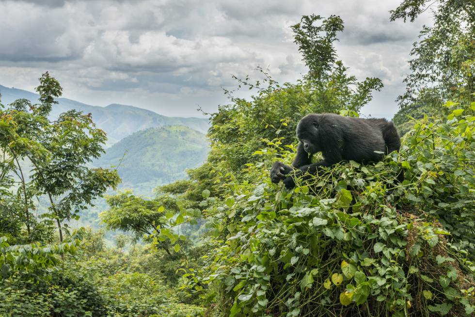 Resultado de imagen para Parque Nacional de la Selva Impenetrable de Bwindi, Uganda