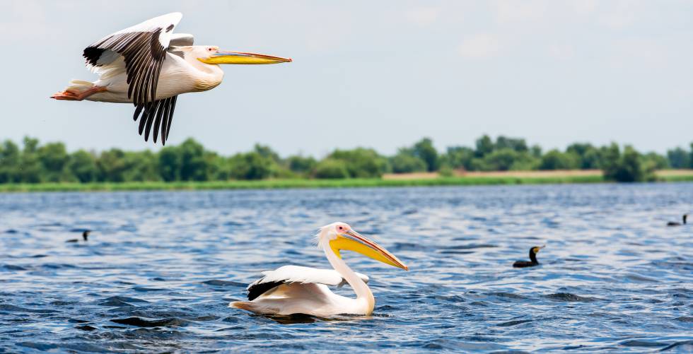 Pelícanos en el delta del Danubio, en Rumanía.