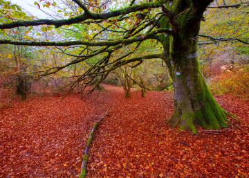 Irati, el bosque mágico del Pirineo