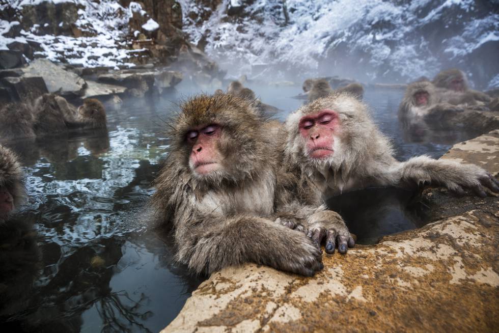 Macacos en las aguas termales del parque de los monos de Jigokudani, en Japón.