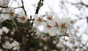 Flor del almendro, en Cehegín (Murcia).