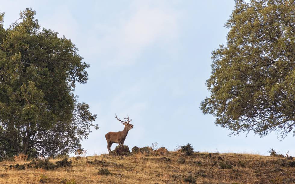 Un ciervo macho en el parque nacional de Monfragüe, en Cáceres.