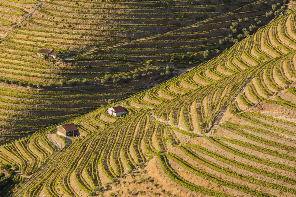 ViÃ±edos en los alrededores de PinhÃ£o, en el valle del Alto Duero, declarados patrimonio mundial, en Portugal.