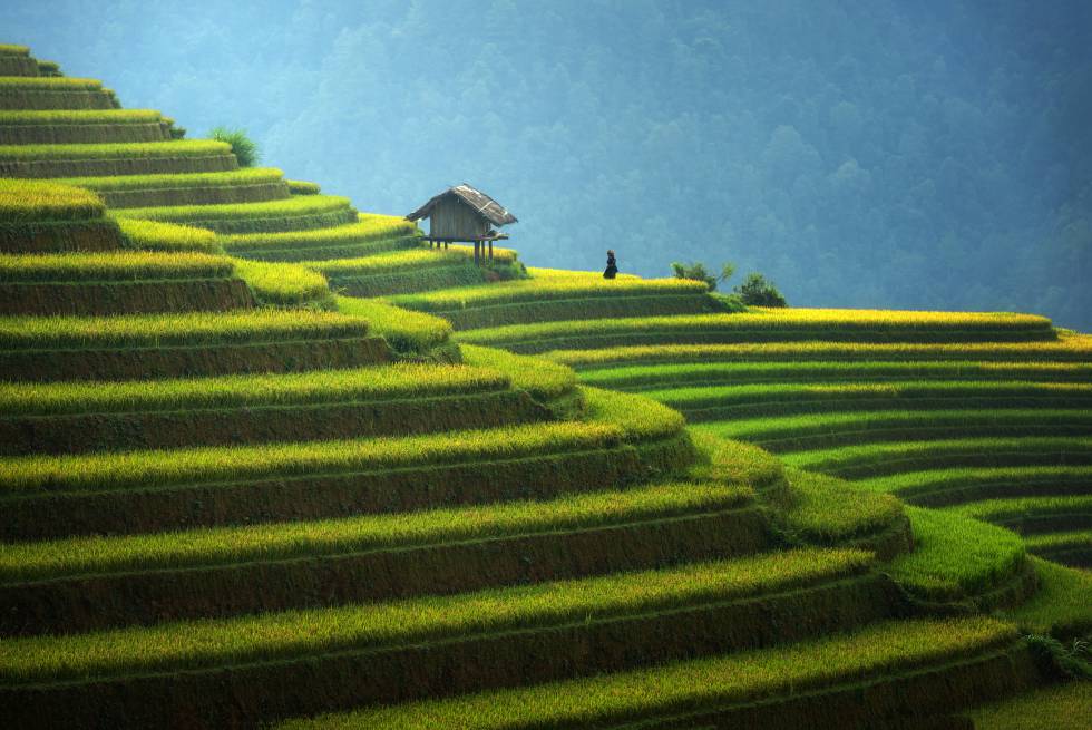 Resultado de imagen de arrozal en vietnam