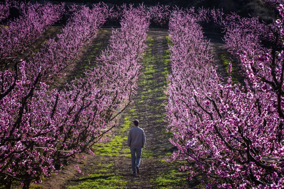 Floración de los árboles en Aitona, Lleida.