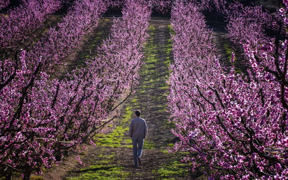 El mar rosado del Baix Segre