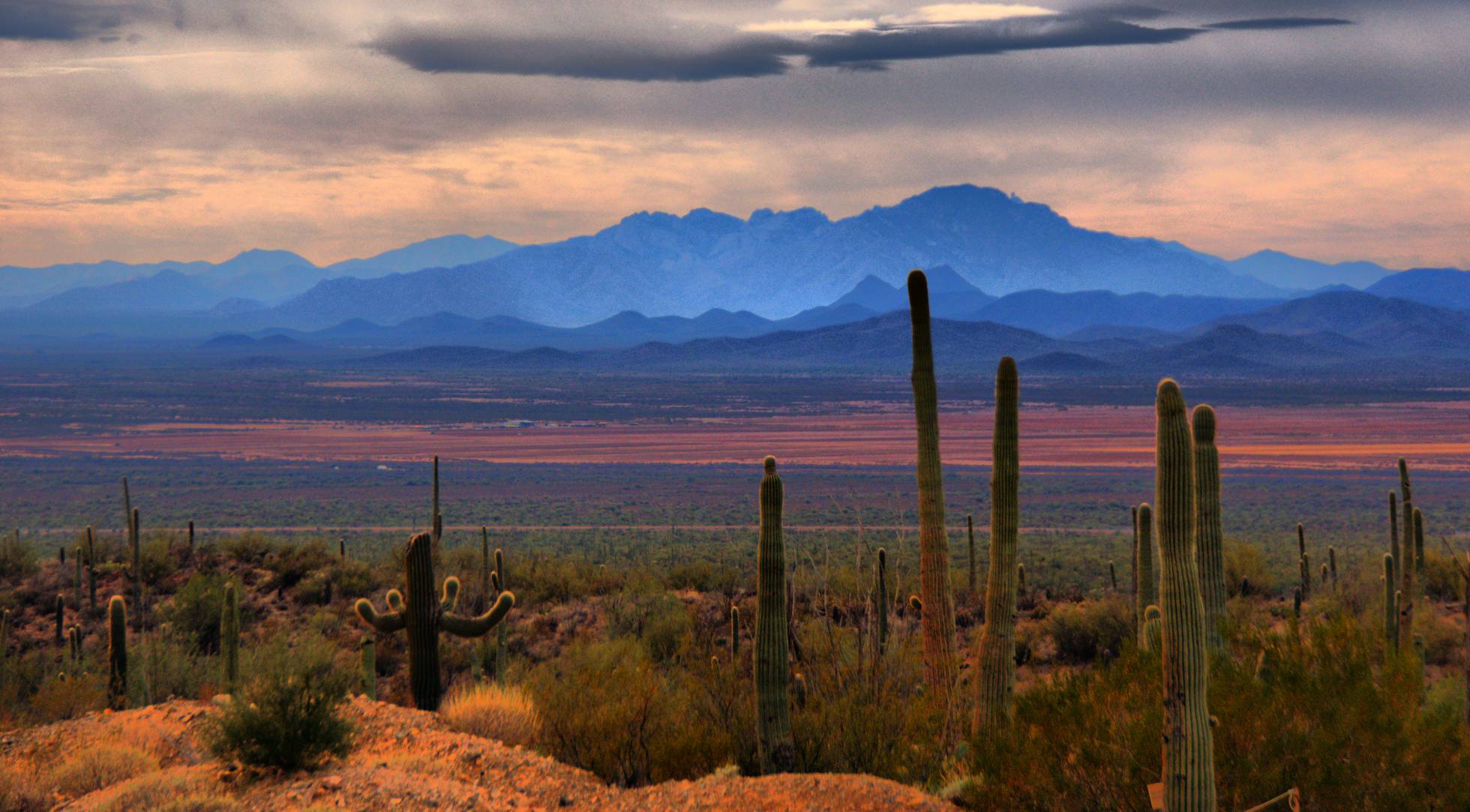 Cactus en la reserva de la biosfera de El Pinacate y Gran Desierto de Altar (...