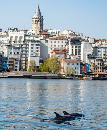 Delfines en el estrecho del Bósforo, en Estambul.