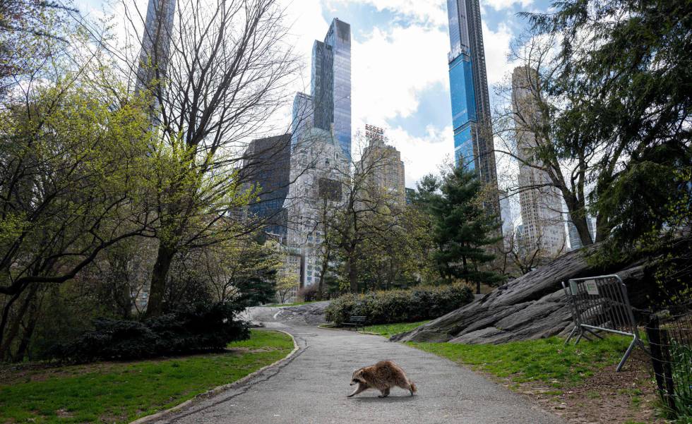 Un mapache en Central Park (Nueva York).