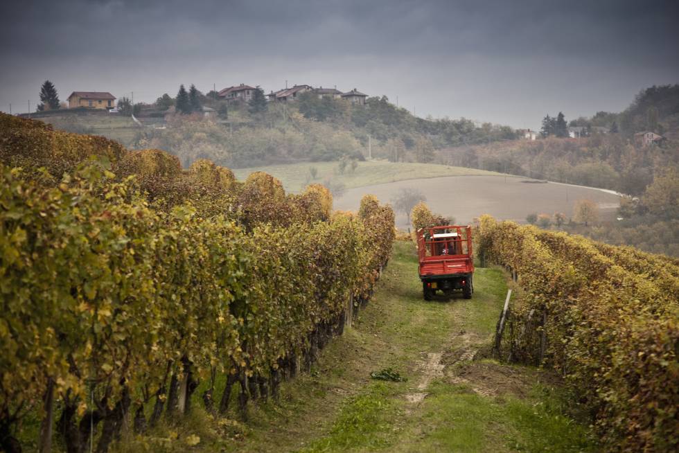 Viñas en Monforte D'Alba, en la región italiana de Piamonte, donde el vino Barolo cuenta con denominación de origen.