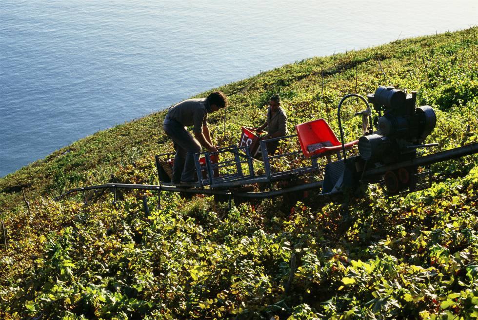 Recogida de la uva en una ladera de viñedos frente al mar, en Cinque Terre (Liguria).