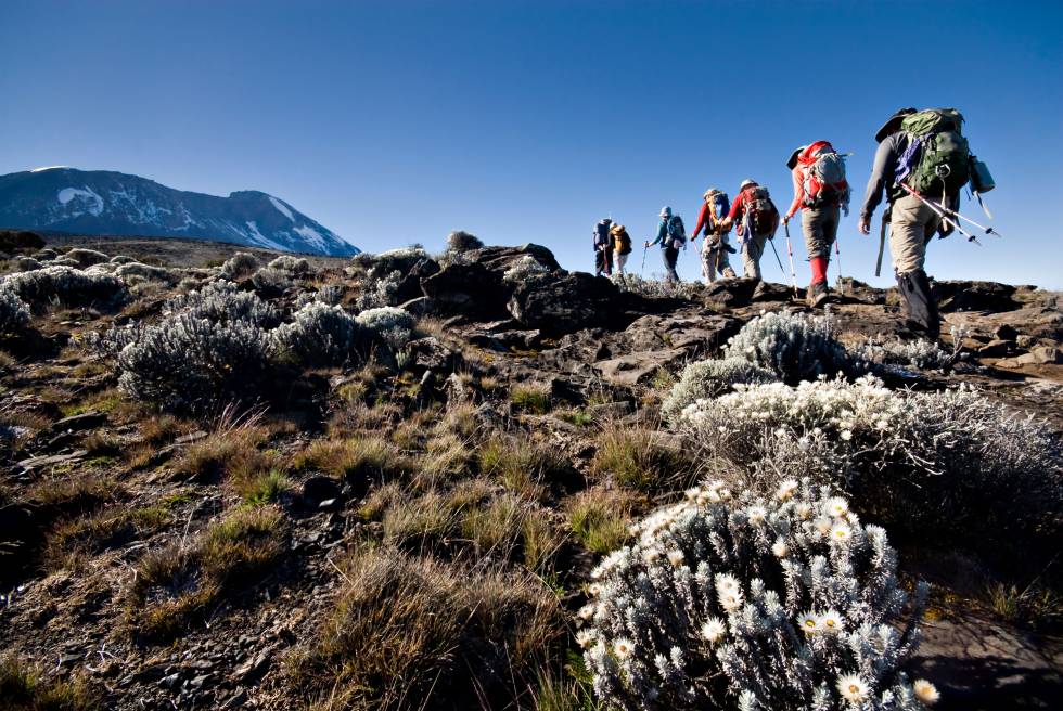 Os caminhantes caminham até o pico nevado do Monte Kilimanjaro em uma de suas encostas.