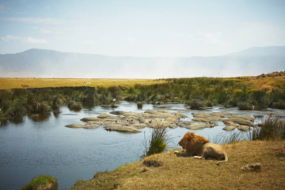 Um leão descansa com um grupo de hipopótamos em um lago na cratera de Ngorongoro, na Tanzânia.