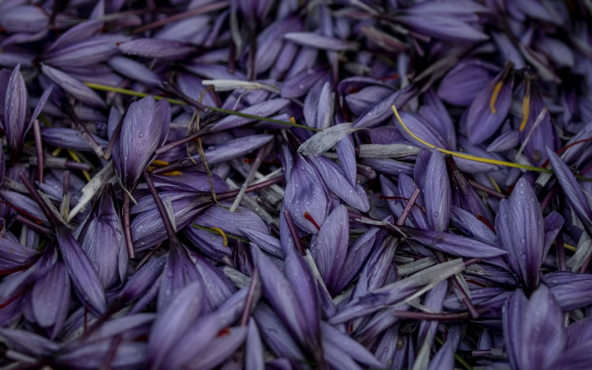 Paisajes de azafrán en La Mancha