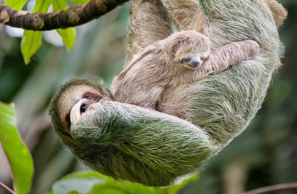 Un perezoso de tres dedos y su cría, colgados de la copa de un árbol en Costa Rica, donde este animal es un símbolo nacional.