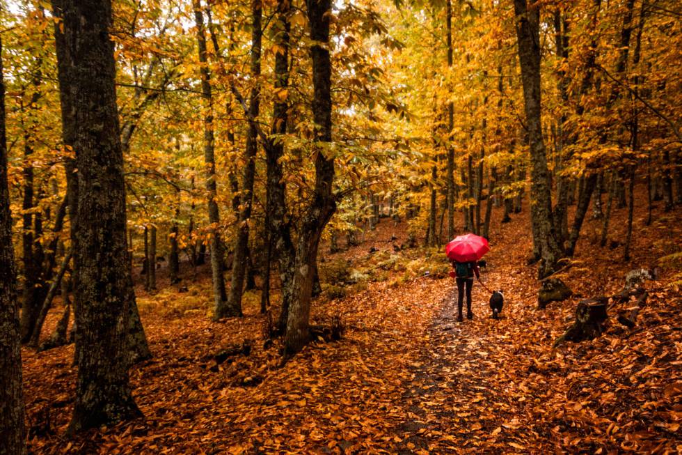 Fotos Ocho estampas otoñales para una escapada este puente de octubre El Viajero EL PAÍS Fotos Ocho estampas otoñales para una escapada este puente de octubre El Viajero EL PAÍS