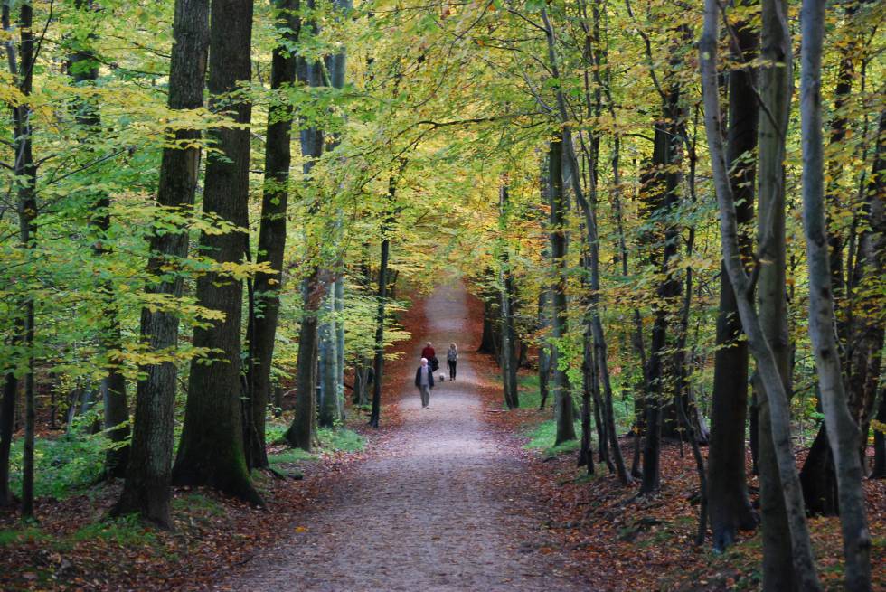 Estampa otoñal en el bosque de Soignes, a las afueras de la capital belga.