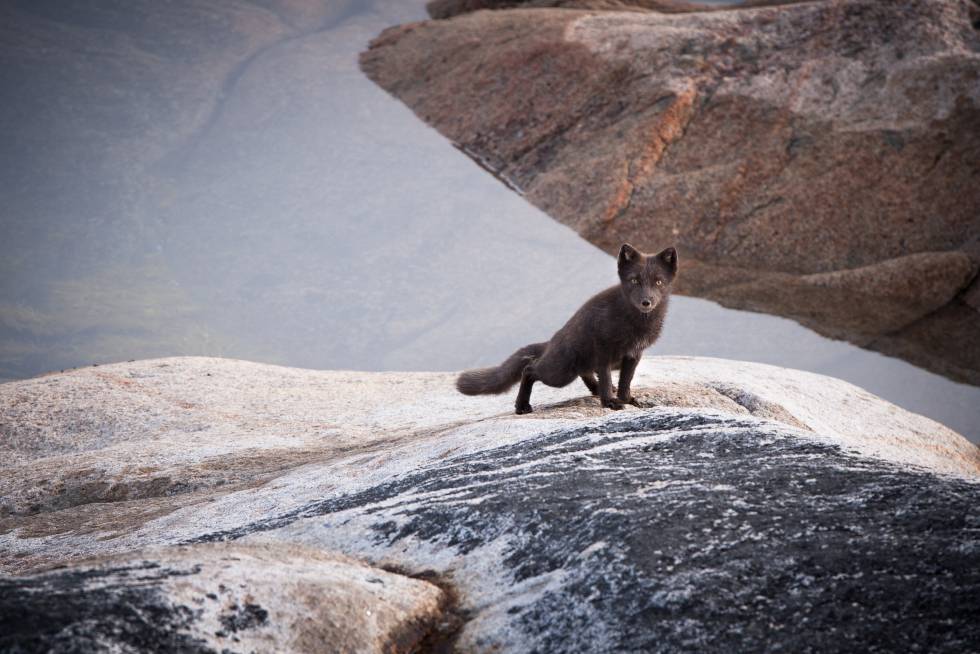 Un zorro ártico mira fijamente a la cámara del fotógrafo en Islandia.