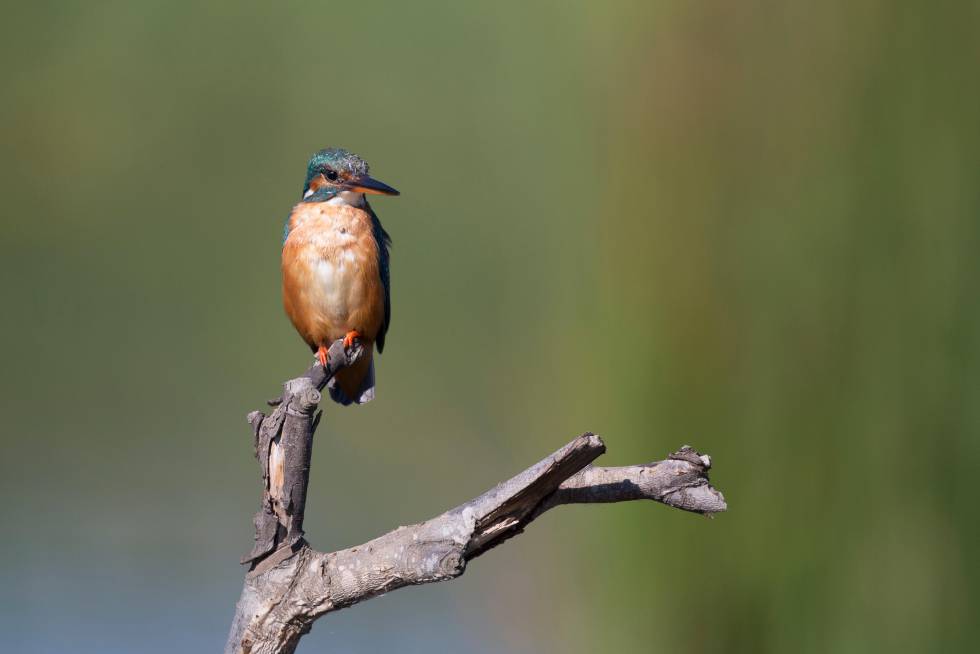 La Charca de Suárez is a nature reserve located near Poniente beach.  In the months of December and January it is only open in the afternoons from 4:00 p.m. to 6:00 p.m.