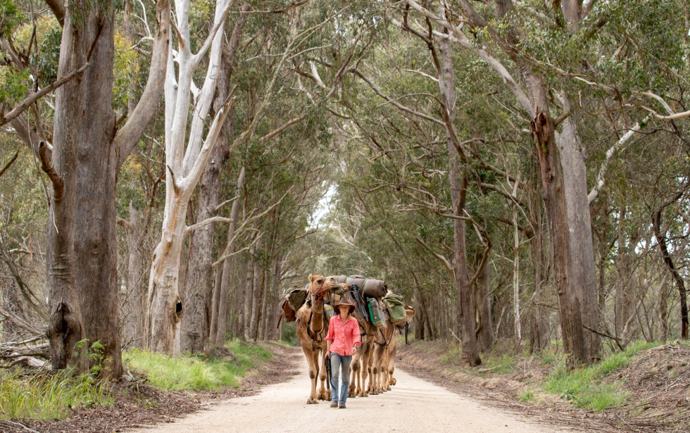 Sophie Matterson y sus camellos toman una carretera secundaria que cruza la Gran Cordillera Divisoria de camino a Byron Bay (Australia).