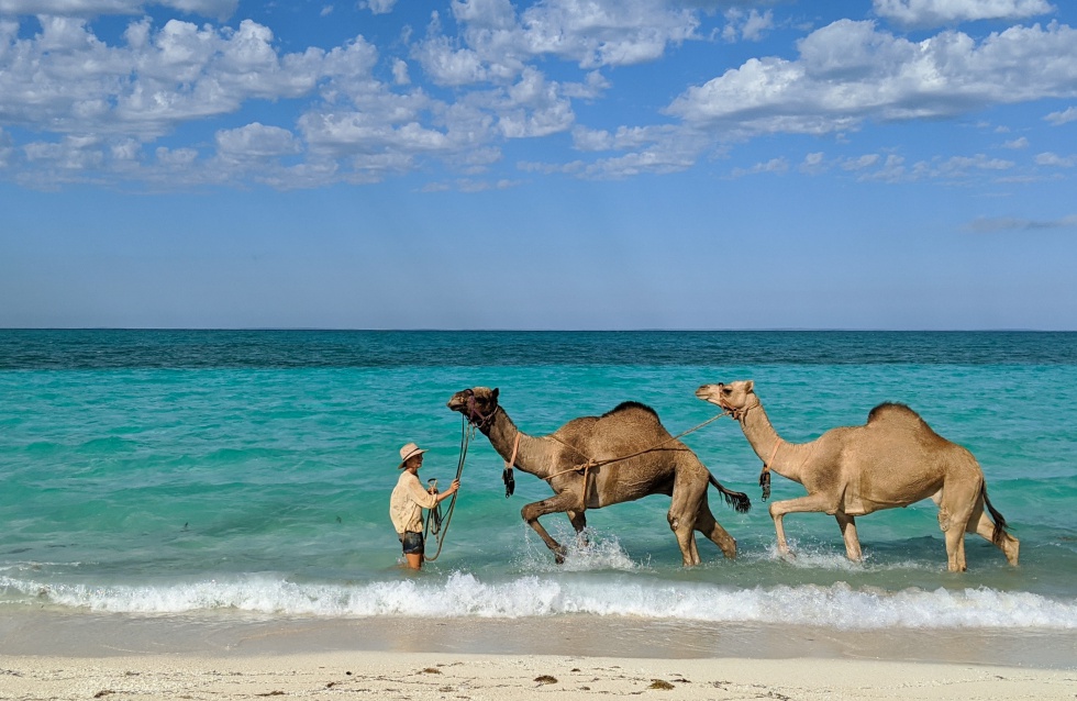 Los camellos 'Jude' y 'Delilah' se bañan en el océano por primera vez en Shark Bay.