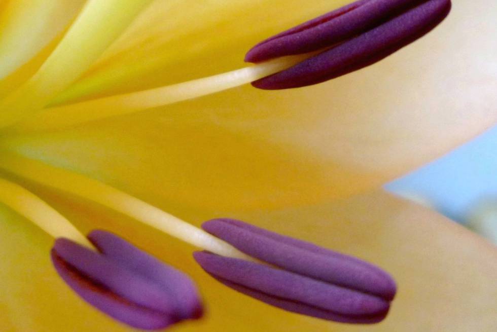Estambres de un ejemplar de lirio martagón o flor de Lis (‘Lilium martagon’).