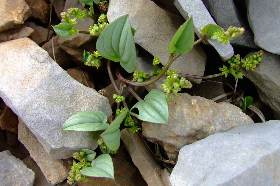 Borderea pirenaica (‘Dioscorea pyrenaica’), endémica de las montañas de Aragón.