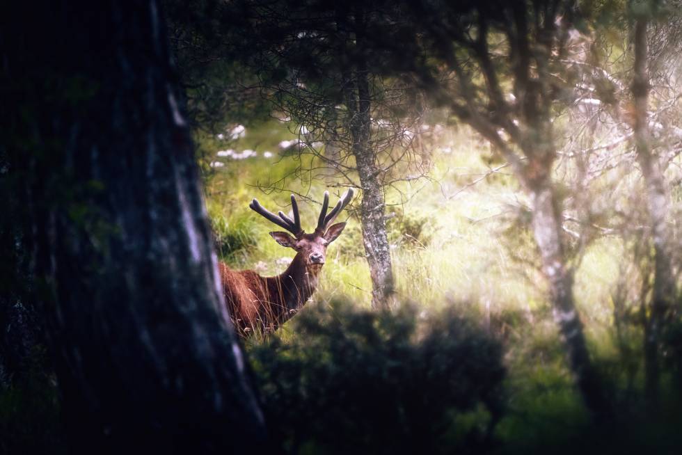 Un ciervo macho en los bosques de la Sierra de Cazorla.