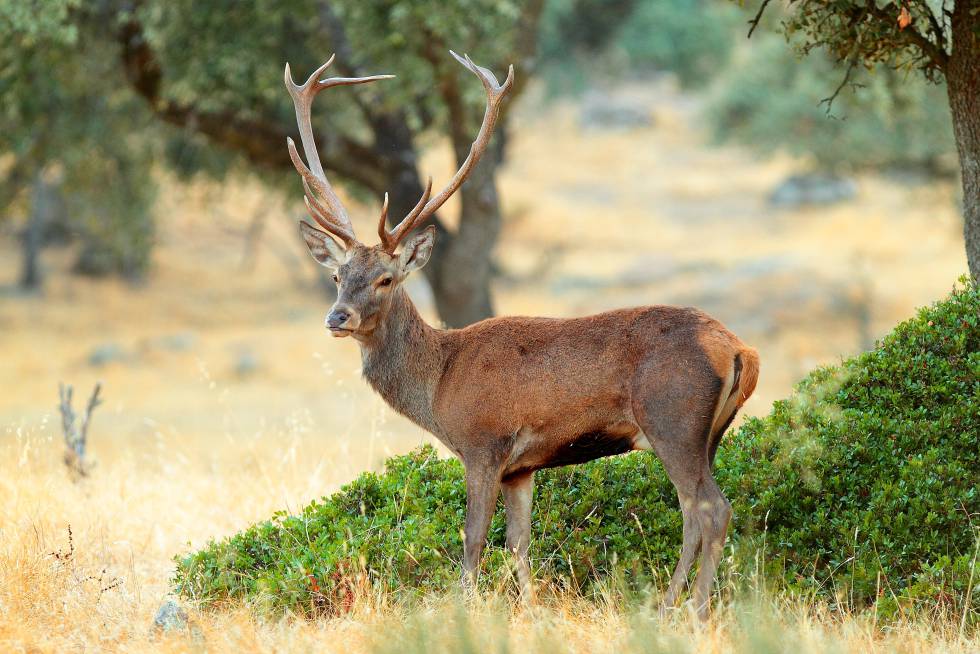 Un ciervo macho en el parque natural Sierra de Andújar.