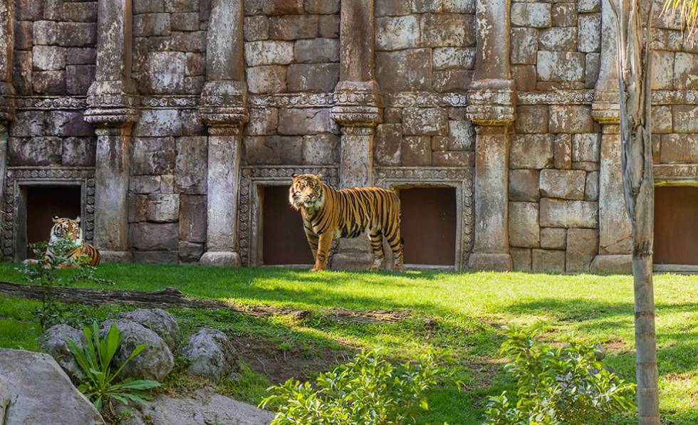 Muchas de las especies, como el tigre de Sumatra, estan en peligro de extincion.