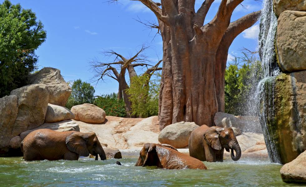 El ecosistema se ha reproducido fielmente. En la imagen, elefantes provenientes de la sabana africana.