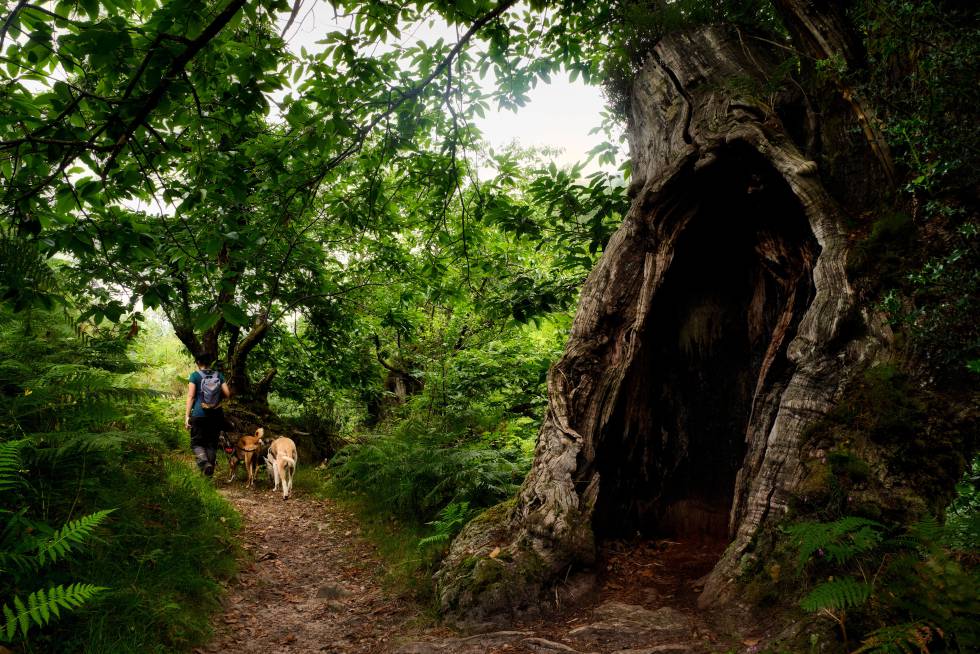 Un senderista acompañado por dos perros en un bosque asturiano.