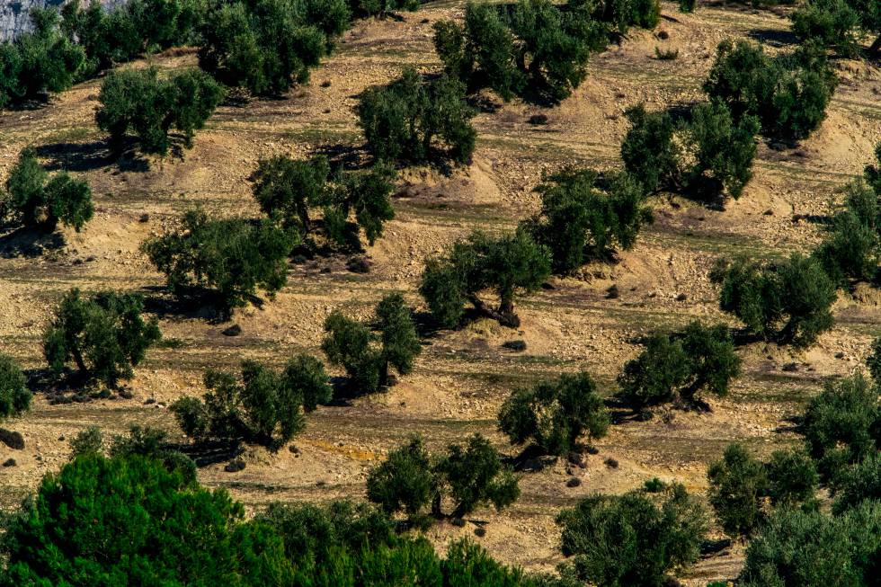 La provincia de Jaén cuenta con más de 60 millones de olivos, muchos de ellos repartidos entre los pueblos de la sierra de Cazorla.
