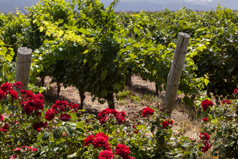 Vendimia en Mendoza
