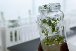 Ensayos con semillas transgénicas 