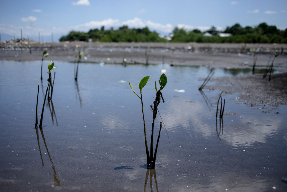 El proyecto de recuperación de manglares