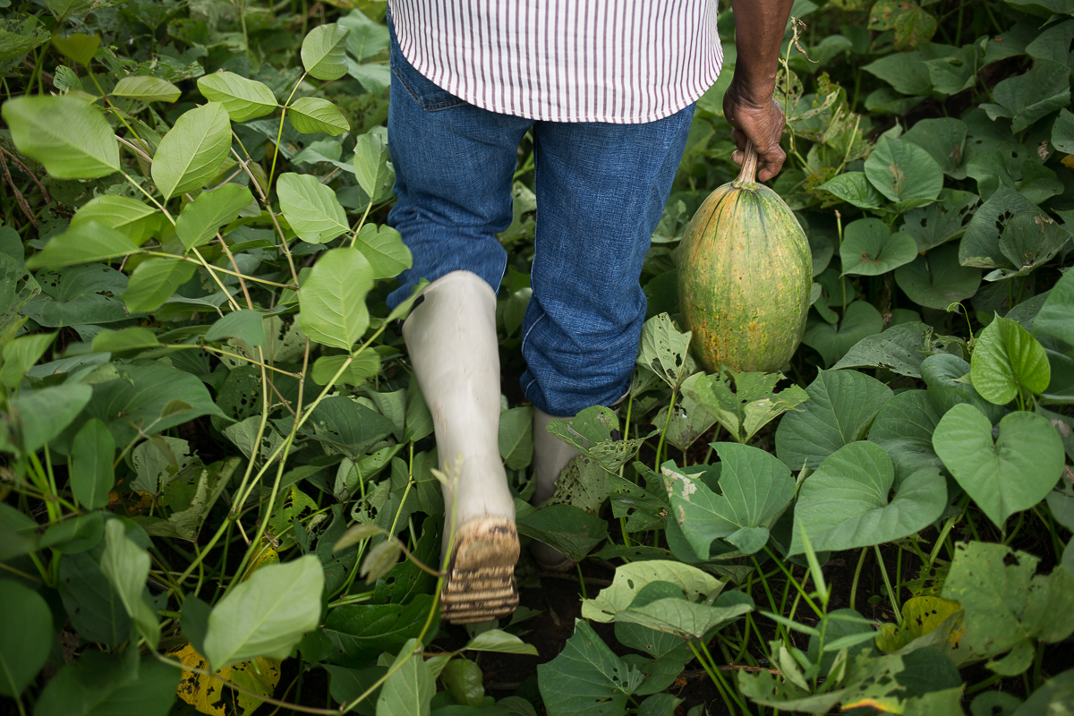 Tras el reconocimiento de los agricultores familiares por la ley de seguridad y soberanía alimentaria y nutricional