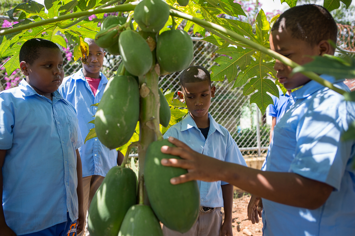 En ocasiones, los alumnos también comen algunas de las frutas que producen en el jardín de su escuela