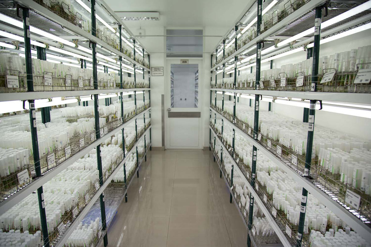 El Centro Internacional de la Papa (CIP), cerca de Lima (Perú), es el banco de germoplasma más grande del mundo