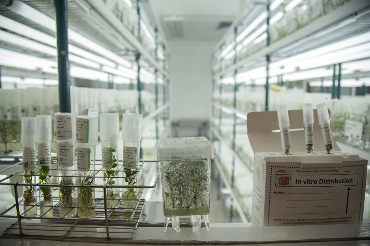 Las plántulas 'in vitro' son empaquetadas en una caja de cartón para ser entregadas a los productores