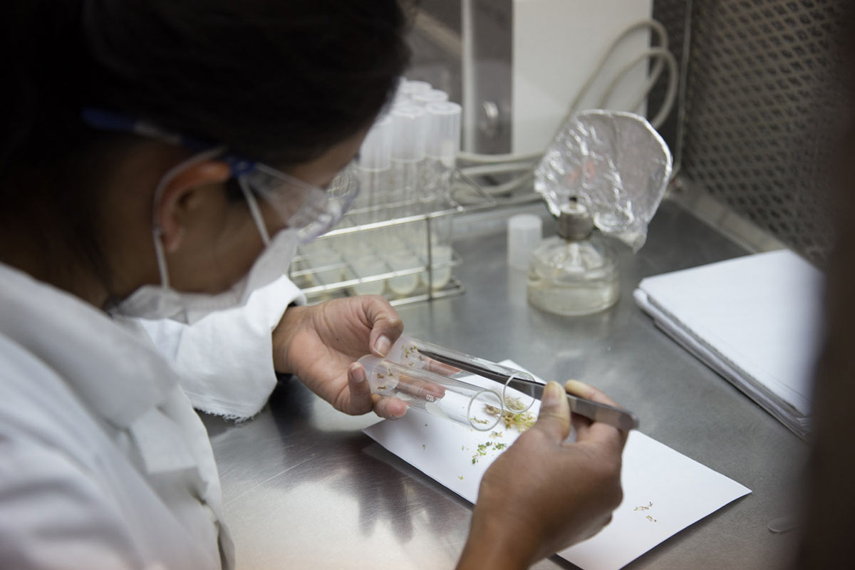 El ambientes de procesos in vitro: de microcirugía de plántulas para propagación y el de terapias para eliminar patógenos