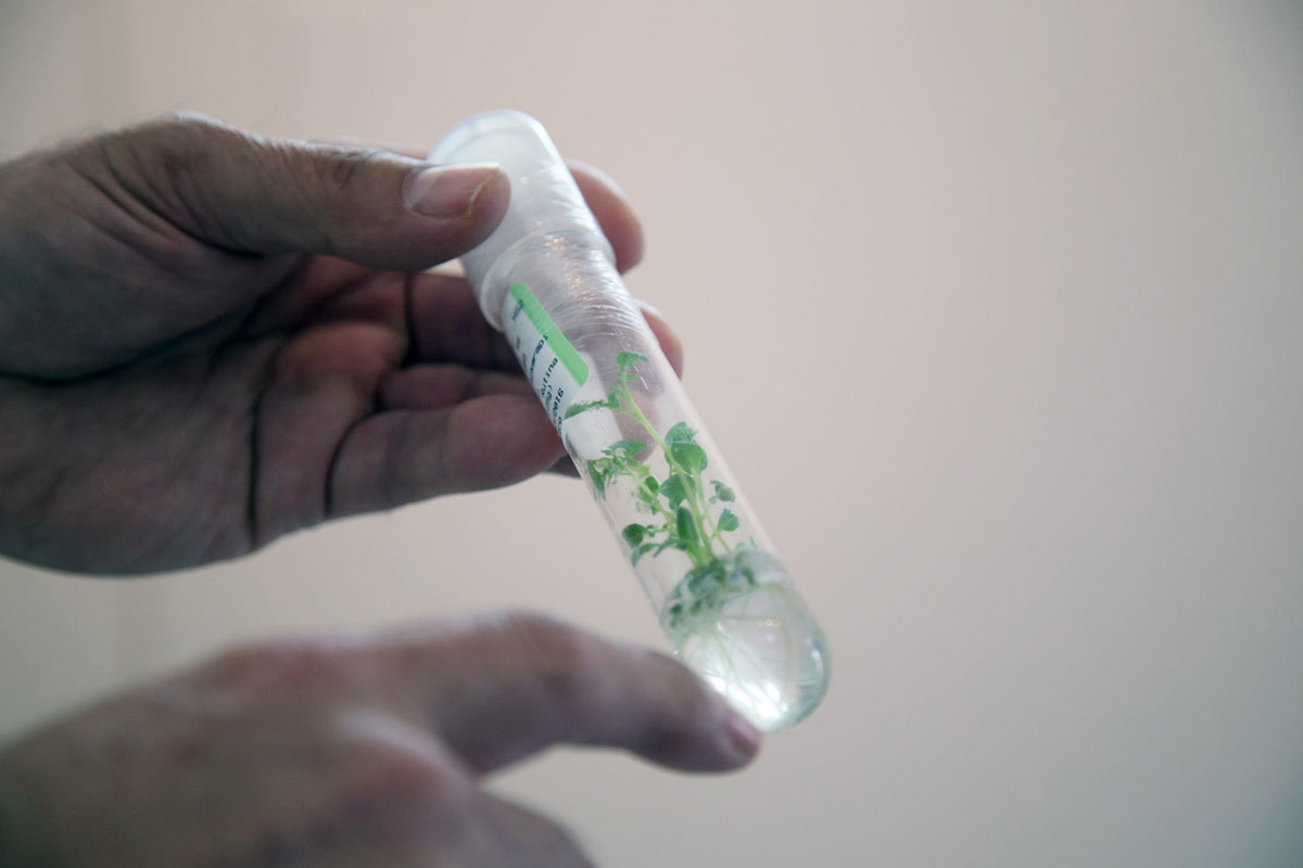 El sustrato o medio de cultivo es un gel que contiene nutrientes, en él crece la plántula